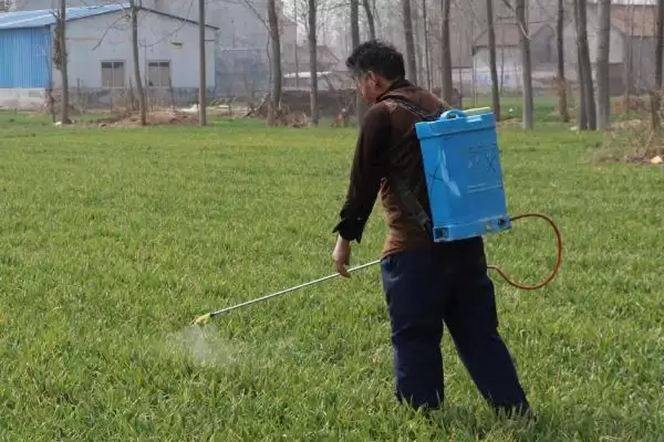 小麦拔节期能否打除草剂及药害风险(小麦拔节期能打除草剂吗及风险)?插图1 小麦拔节期能否打除草剂及药害风险(小麦拔节期能打除草剂吗及风险)?插图1