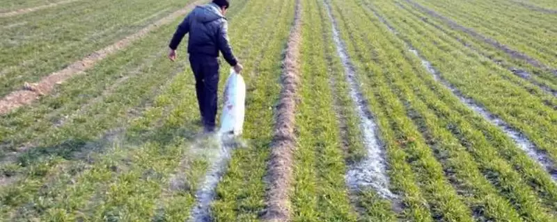 草木灰做肥料和农药使用方法(草木灰如何做肥料和农药使用)?-会东网