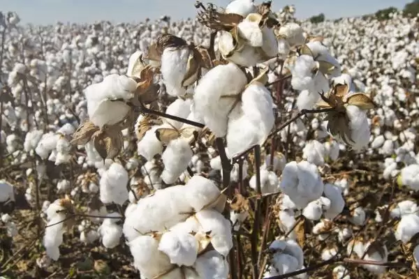 棉花常见病虫害及防治方法介绍(棉花不同病虫害防治方法不同)?插图3 棉花常见病虫害及防治方法介绍(棉花不同病虫害防治方法不同)?插图3