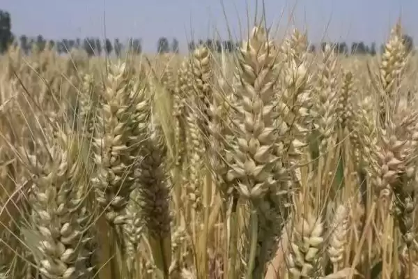 徐麦31小麦种子介绍及半冬中晚熟特性(徐麦31小麦种子介绍及中晚熟特性)?插图3 徐麦31小麦种子介绍及半冬中晚熟特性(徐麦31小麦种子介绍及中晚熟特性)?插图3