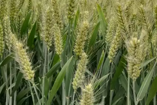 南紫麦298小麦种子防虫要点(南紫麦298适时防治白粉病和赤霉病)？插图2