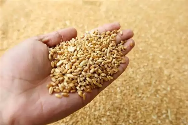 普通小麦比重介绍(一级小麦容重在790g/L以上)?插图3 普通小麦比重介绍(一级小麦容重在790g/L以上)?插图3