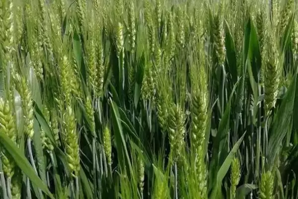 扬麦25小麦品种简介与全生育期时长(扬麦25小麦品种简介及全生育期)?插图3 扬麦25小麦品种简介与全生育期时长(扬麦25小麦品种简介及全生育期)?插图3