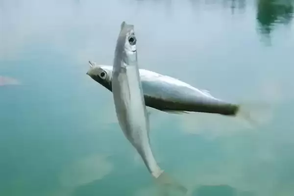 钓白条鱼的技巧相关要点(钓白条鱼的技巧,主流钓法是钓浮)?插图8 钓白条鱼的技巧相关要点(钓白条鱼的技巧,主流钓法是钓浮)?插图8