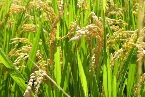 恒泰优280水稻种子全生育期104-121天详情(恒泰优280水稻种子104-121天生育期详情)？插图3