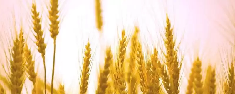 河农128小麦种子特点、生育期(河农128小麦种子特点,平均生育期248天)?-会东网