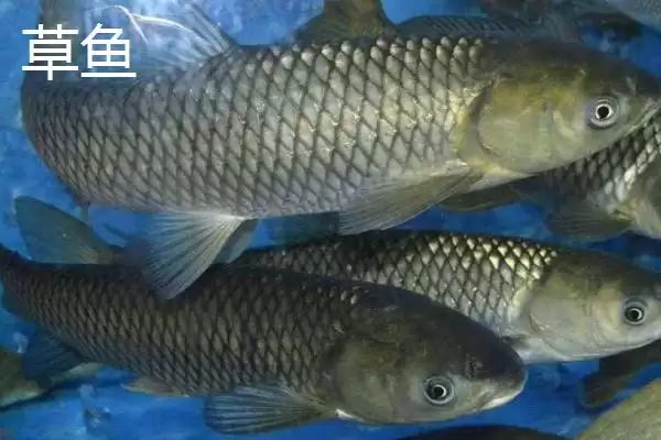 金版九一八饵料情况、适用场景(金版九一八饵料介绍,属于麦香型鱼饵且适合野钓)?插图6 金版九一八饵料情况、适用场景(金版九一八饵料介绍,属于麦香型鱼饵且适合野钓)?插图6