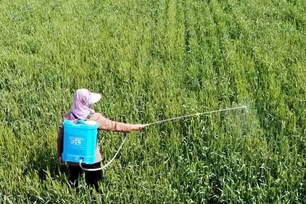 咪鲜胺作用介绍(咪鲜胺可防治子囊菌和半知菌病害)？插图3