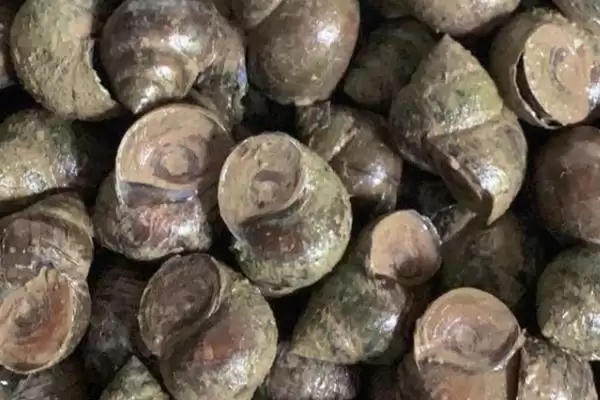 淡水螺的产地相关情况(淡水螺的产地,广东、福建等地养殖较多)?插图1 淡水螺的产地相关情况(淡水螺的产地,广东、福建等地养殖较多)?插图1