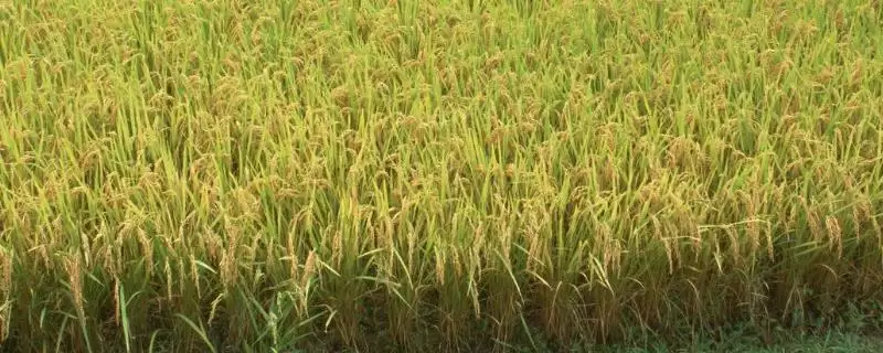 恒两优金农丝苗水稻种秧田亩播种量要点(恒两优金农丝苗水稻种秧田亩播种量要点)?插图 恒两优金农丝苗水稻种秧田亩播种量要点(恒两优金农丝苗水稻种秧田亩播种量要点)?插图