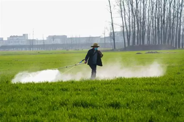 防止羊啃麦苗的用药相关问题(打什么药可以防止羊啃麦苗,一般不建议使用药剂来避免羊啃麦苗)?插图1 防止羊啃麦苗的用药相关问题(打什么药可以防止羊啃麦苗,一般不建议使用药剂来避免羊啃麦苗)?插图1