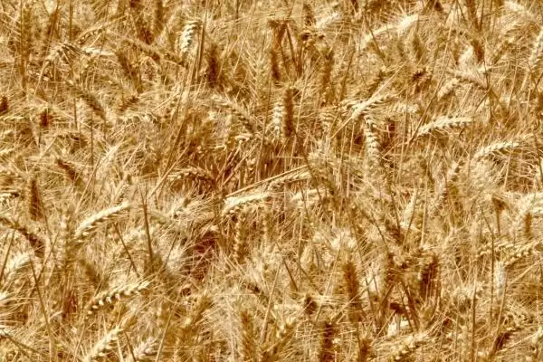 金钻九号小麦的特征特性、生育期(金钻九号小麦的特征特性，平均生育期为234天)？插图6