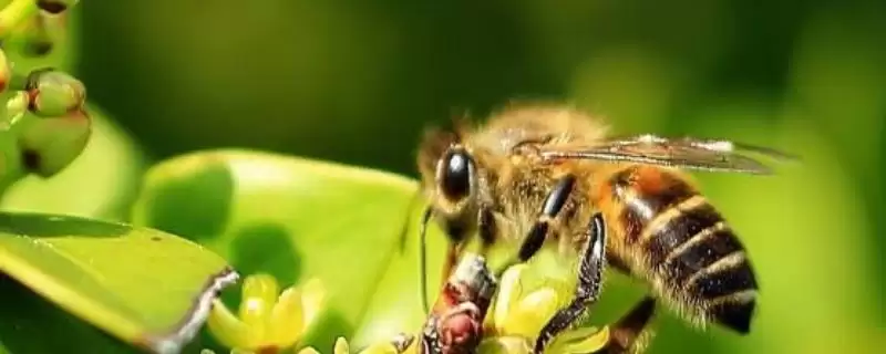 蜜蜂巢虫防治方法介绍(蜜蜂巢虫防治需及时更换新脾)？-会东网