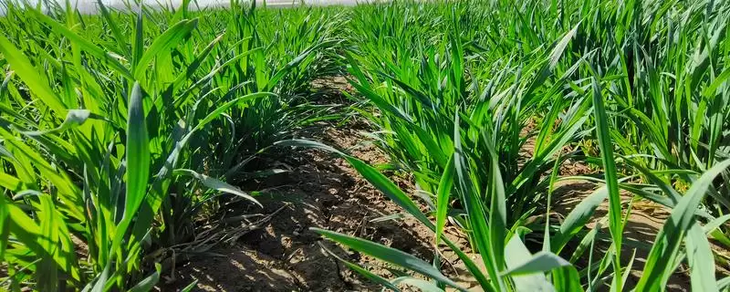 小麦出苗太稀处理方法及移密补稀要点(小麦出苗太稀咋处理及要点)？-会东网