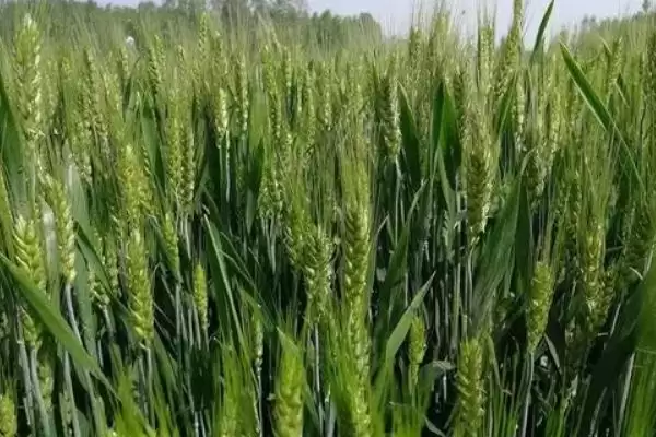 陇鉴9825小麦品种抗病特性(陇鉴9825中抗白粉病)？插图3