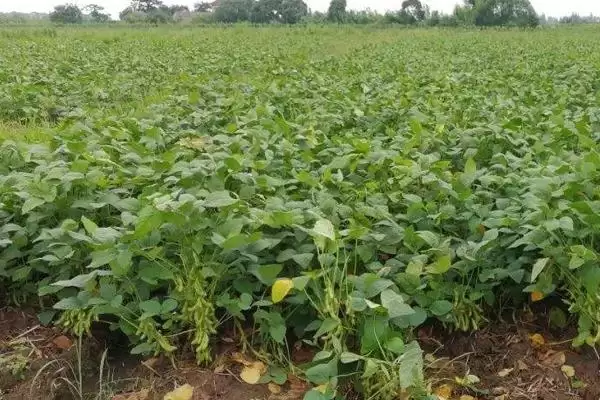 大豆的生长过程具体阶段(大豆的生长过程介绍，分为萌发出苗期、幼苗期、花芽分化期、开花结荚期)？插图2