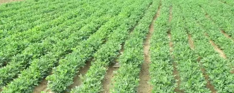 春花生优质品种介绍及豫花等品种优势(有哪些好的春花生品种及品种优势)?-会东网