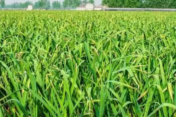 秋大蒜病虫草害防治技术介绍(秋大蒜不同病虫草害防治方法不同)?插图2 秋大蒜病虫草害防治技术介绍(秋大蒜不同病虫草害防治方法不同)?插图2