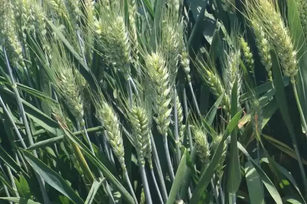 新冬44号小麦种子特点与生育期时长(新冬44号小麦种子特点及生育期)?插图2 新冬44号小麦种子特点与生育期时长(新冬44号小麦种子特点及生育期)?插图2