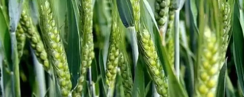 科信9号小麦种子情况、熟期对比(科信9号小麦种子介绍，与对照品种济麦19相当)？-会东网