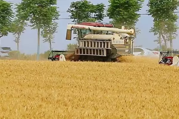 夏收小麦发热原因及水分仓库等因素(夏收小麦发热为啥及相关因素)？插图3