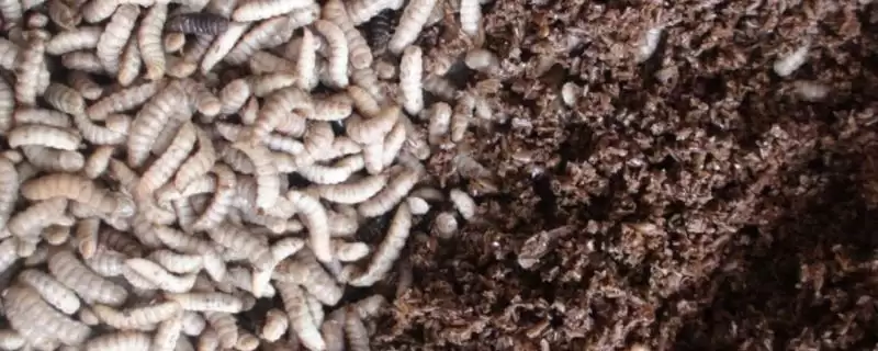 黑水虻的养殖技术相关要点(黑水虻的养殖技术,选在有大量禽畜粪便和生活垃圾的地方建立养殖场)?-会东网