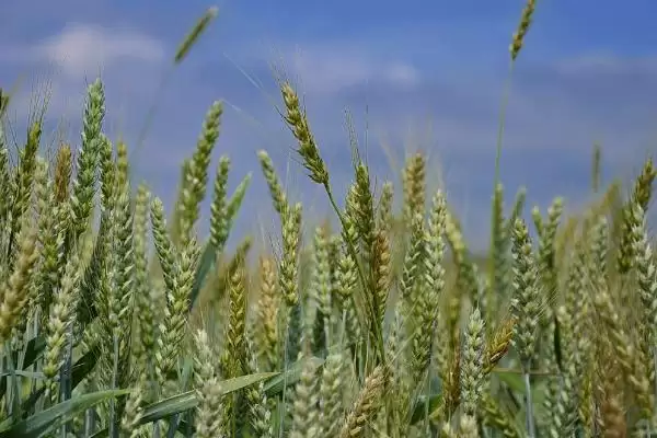 红皖88小麦种子特征特性相关情况(红皖88小麦种子特征特性)？插图1