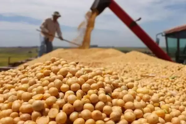 大豆收获时间的影响因素(大豆几月份收获,种植时间不同收获的时间也不同)?插图3 大豆收获时间的影响因素(大豆几月份收获,种植时间不同收获的时间也不同)?插图3