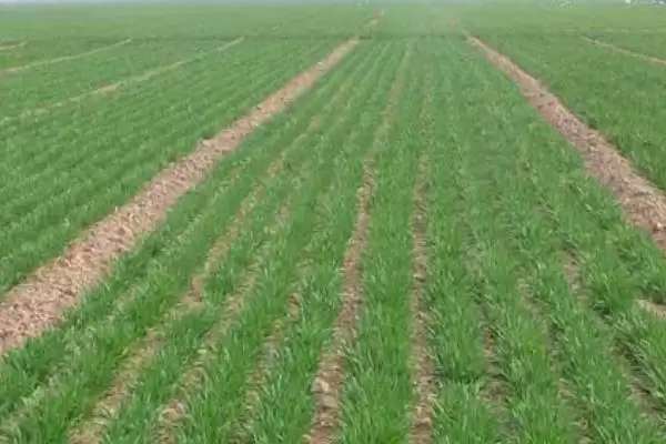 小麦管理及用药方法与生长阶段关系(小麦管理及用药咋做与生长阶段)？插图1