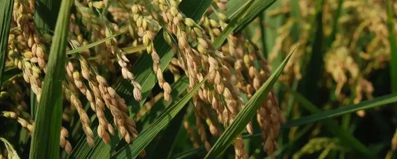 滨稻9号水稻品种播种量150克／盘(滨稻9号水稻品种播种量有何标准)？-会东网