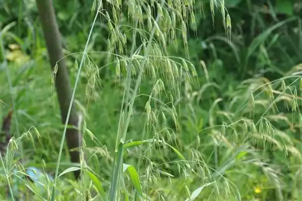 野燕麦食用性及成熟种子食用情况(野燕麦能不能吃及成熟种子食用情况)？插图2