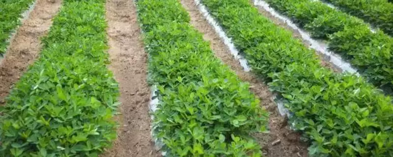 夏花生种植时间及不同地区差异说明(夏花生何时种及地区差异)？-会东网