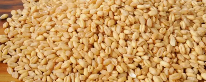 普通小麦比重介绍(一级小麦容重在790g／L以上)？-会东网