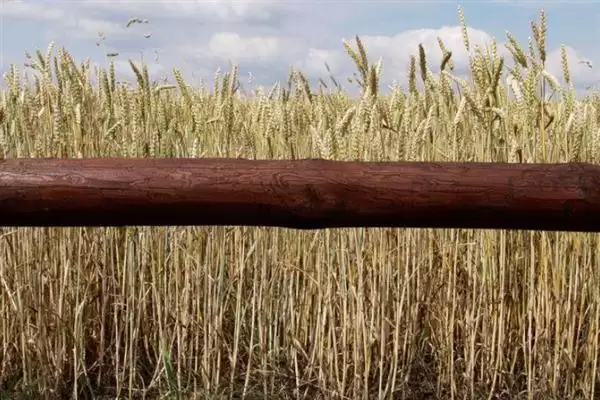 防止羊啃麦苗的用药相关问题(打什么药可以防止羊啃麦苗,一般不建议使用药剂来避免羊啃麦苗)?插图2 防止羊啃麦苗的用药相关问题(打什么药可以防止羊啃麦苗,一般不建议使用药剂来避免羊啃麦苗)?插图2