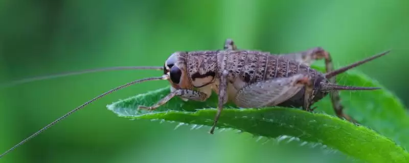 蟋蟀品种介绍及中华大棺头等品种特性(蟋蟀品种及中华等品种有何特性)？-会东网