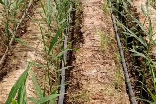 大姜可套种的植物有哪些(大姜能和什么植物套种，可套种大蒜、麦田等)？插图3