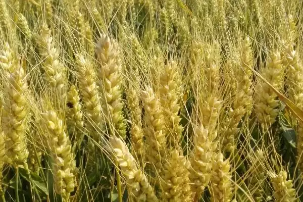 花培8号小麦品种特性、所属类型(花培8号小麦品种的特性，属弱春性多穗型中晚熟品种)？插图2