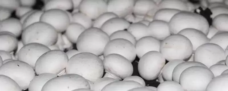 双孢菇种植方法介绍(双孢菇种植时必须要进行光照)?-会东网