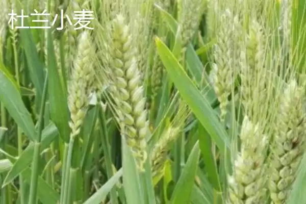 普通小麦比重介绍(一级小麦容重在790g/L以上)?插图11 普通小麦比重介绍(一级小麦容重在790g/L以上)?插图11