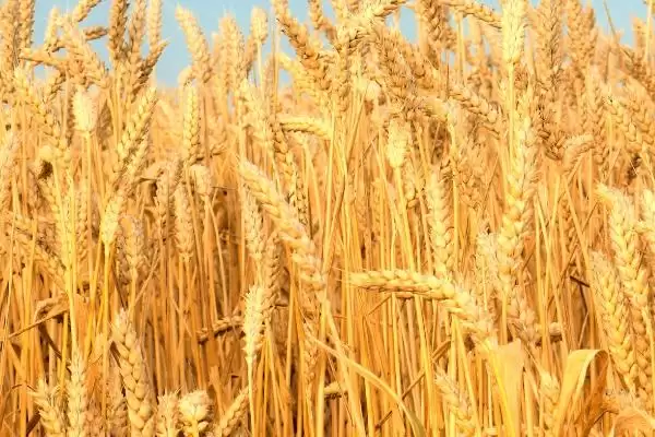 金钻九号小麦的特征特性、生育期(金钻九号小麦的特征特性，平均生育期为234天)？插图3