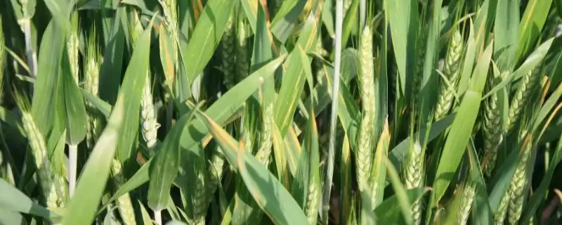 存麦12号麦种情况、所属类型(存麦12号麦种的介绍,是一种半冬性的小麦品种)?-会东网