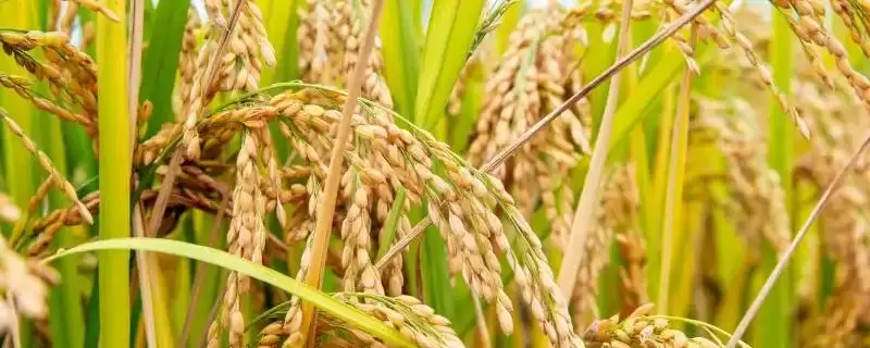 创两优茉莉占水稻种子晚造全生育期112-113天(创两优茉莉占水稻种子晚造全生育期有何特性)？-会东网