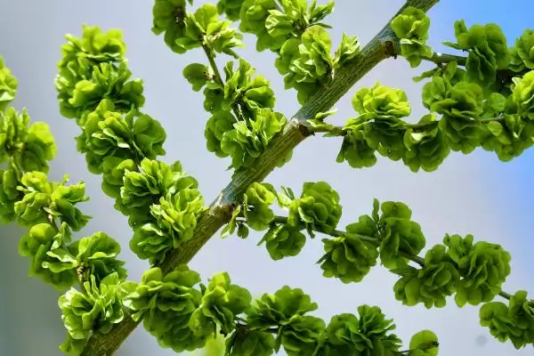 河南野菜的种类相关情况介绍(河南野菜的种类,你吃过哪几种)?插图5 河南野菜的种类相关情况介绍(河南野菜的种类,你吃过哪几种)?插图5