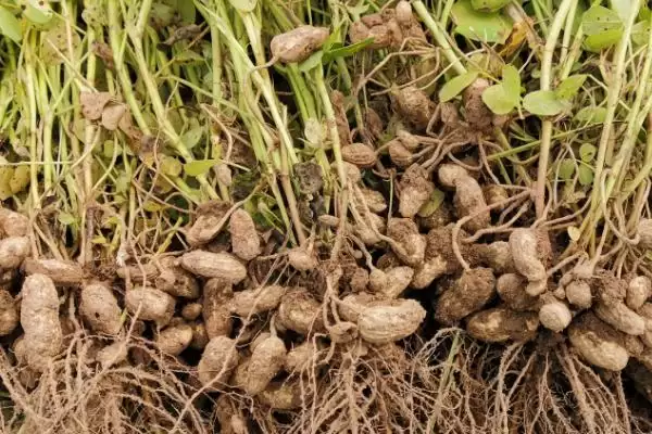 春花生优质品种介绍及豫花等品种优势(有哪些好的春花生品种及品种优势)?插图3 春花生优质品种介绍及豫花等品种优势(有哪些好的春花生品种及品种优势)?插图3