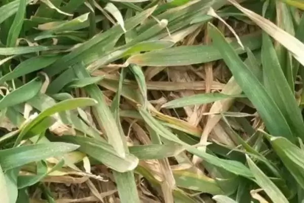 小麦叶枯病发病规律及4-5月发病情况(小麦叶枯病发病规律及发病时间)?插图1 小麦叶枯病发病规律及4-5月发病情况(小麦叶枯病发病规律及发病时间)?插图1