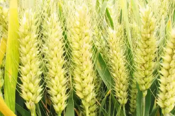 临汾8050小麦种子情况、所属类型(临汾8050小麦种子介绍，该品种为半冬性)？插图3
