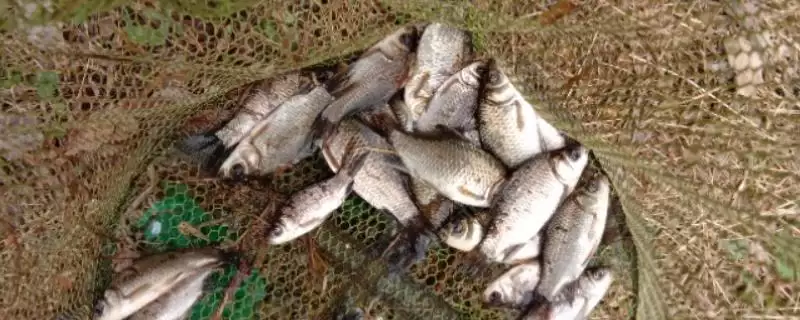 春季传统钓鲫鱼技巧、选钓点方法(春季传统钓鲫鱼的技巧,要根据时节选钓点)?-会东网