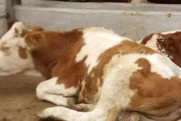 牛反刍吐草原因介绍(牛反刍吐草可能因消化紊乱等原因)？插图3