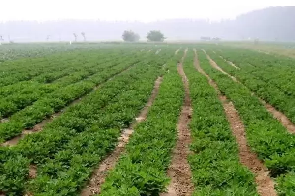 夏花生种植时间及不同地区差异说明(夏花生何时种及地区差异)?插图1 夏花生种植时间及不同地区差异说明(夏花生何时种及地区差异)?插图1