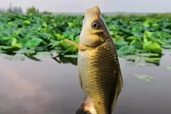 麝香鲫简介(麝香鲫是麝香味型商品饵料)？插图3